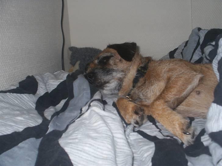 Border terrier Tulle - Hun fandt sig lige en plads i min seng billede 11