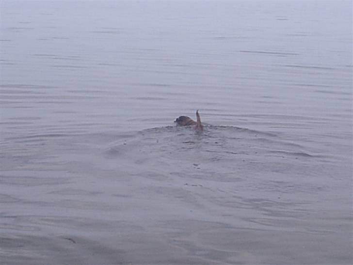 Border terrier Tulle billede 12