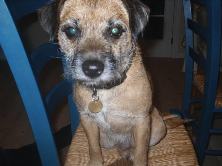 Border terrier Tulle billede 13