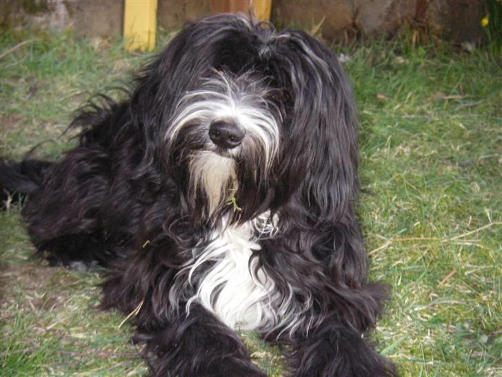 Tibetansk terrier Fie - Det er dejligt at dovne lidt! :) billede 8