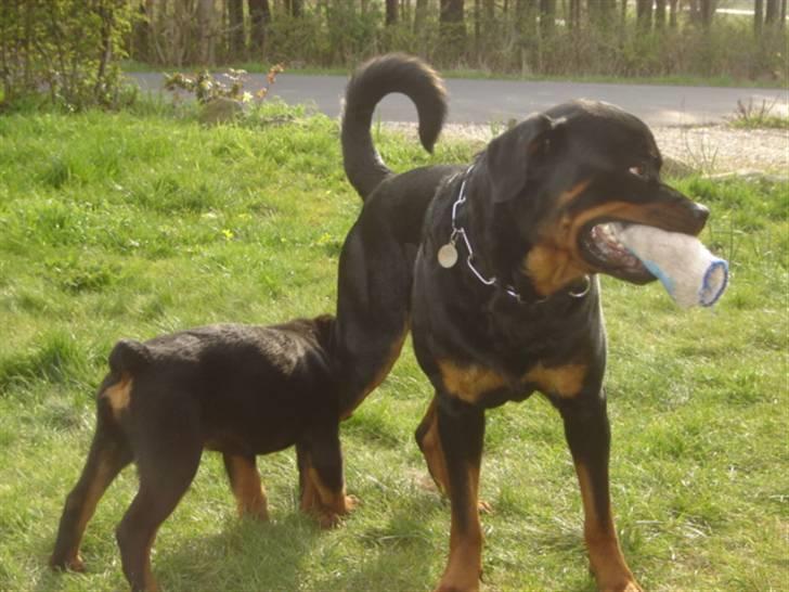 Rottweiler Otto - 14.4.08 .. Loke er ret træls .. bider mig i haserne  billede 14