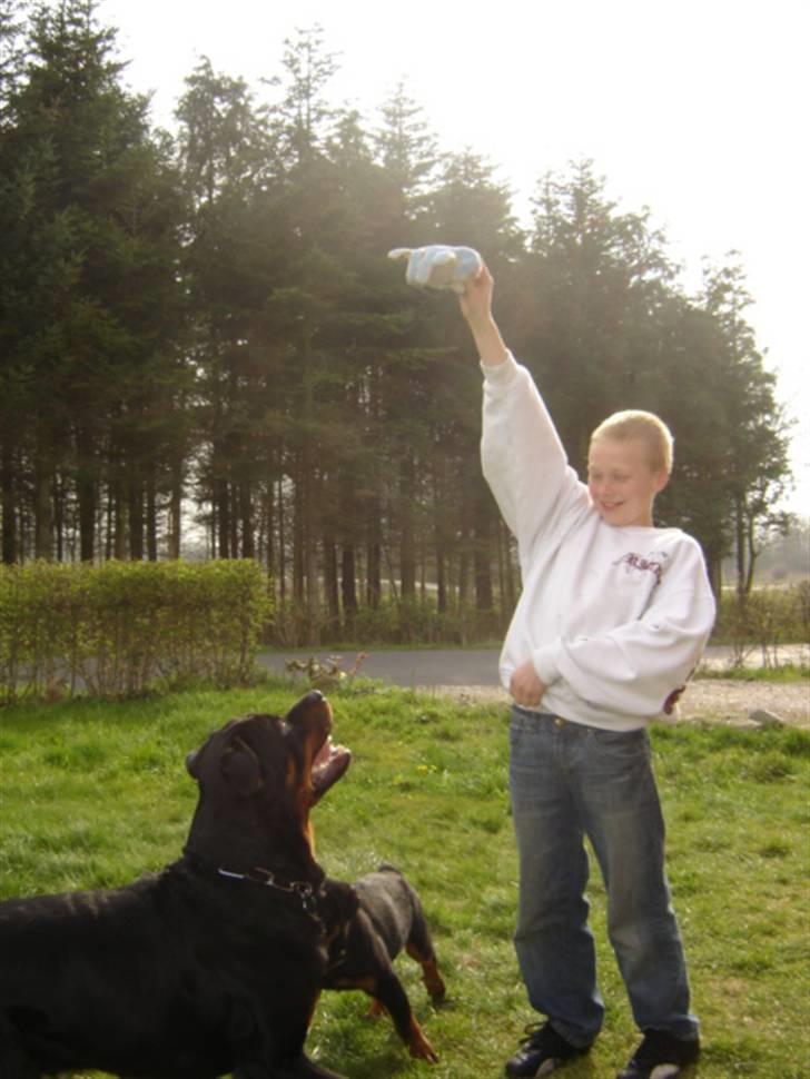 Rottweiler Otto - 14.4.08 .. Kom så med den handske .. NU billede 15