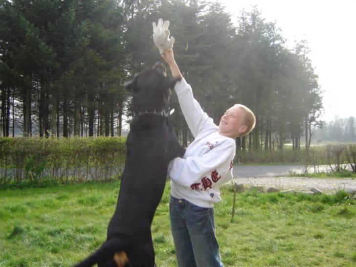 Rottweiler Otto - 14.4.08 .. Nå så nupper jeg den selv .. billede 16