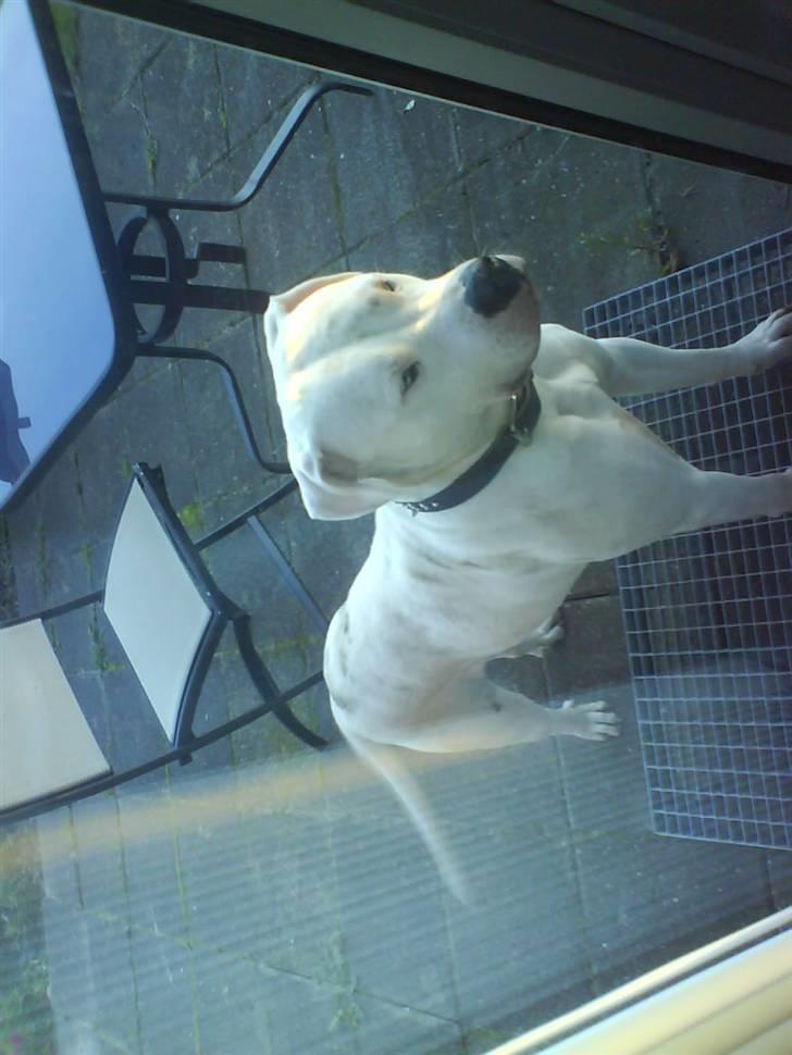 Amerikansk bulldog R.I.P Snow - luk mig ind billede 1