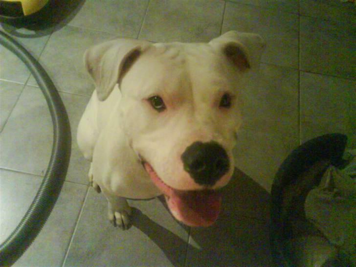 Amerikansk bulldog R.I.P Snow billede 2