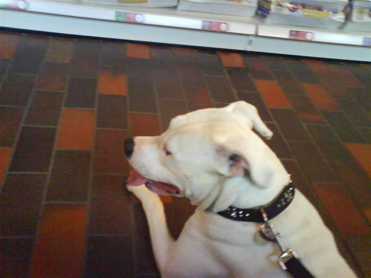 Amerikansk bulldog R.I.P Snow billede 3