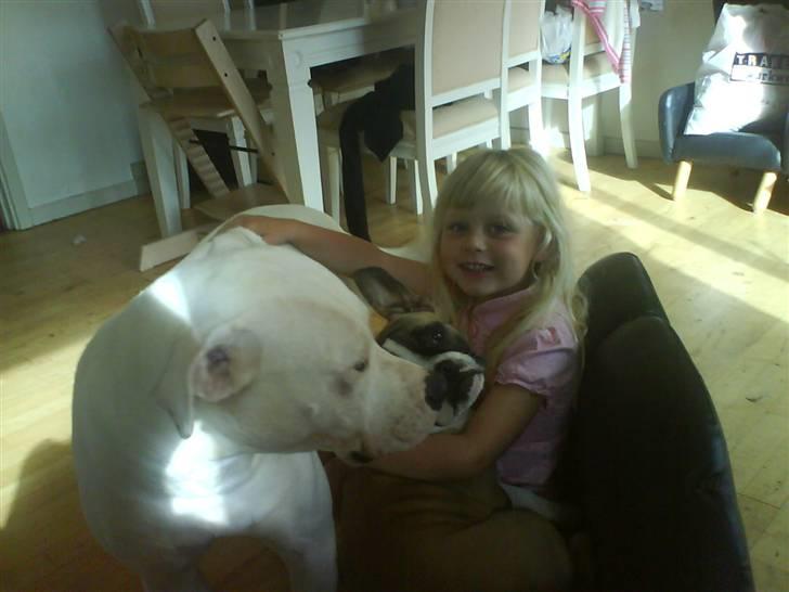 Amerikansk bulldog R.I.P Snow - Hov du skal snakke lidt mere med mig billede 4