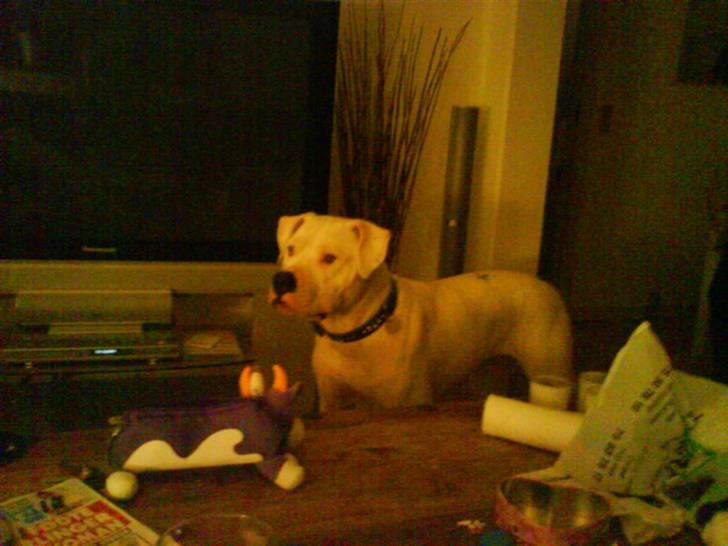 Amerikansk bulldog R.I.P Snow billede 5