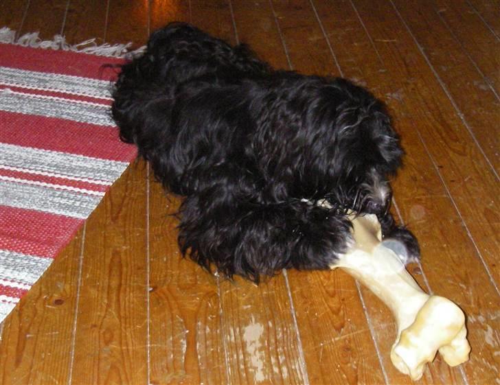 Tibetansk terrier Fie billede 9