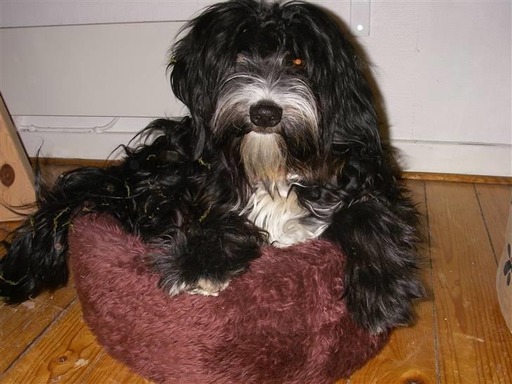 Tibetansk terrier Fie billede 10