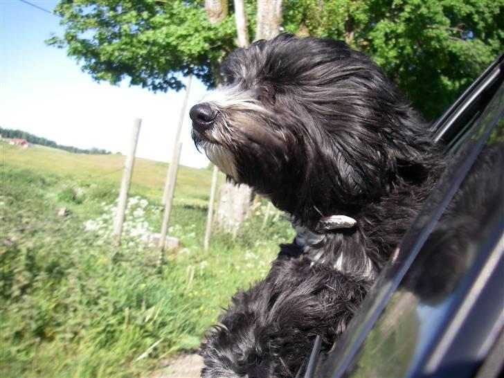 Tibetansk terrier Fie billede 11