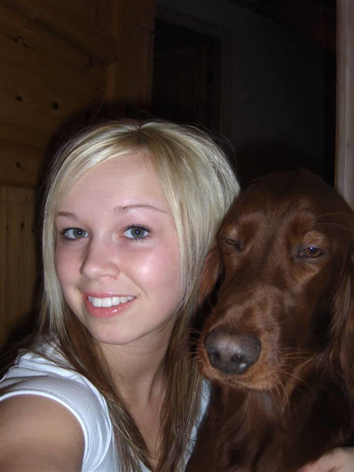 Irsk setter Lohmans Norma billede 18