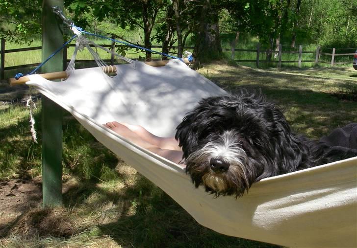 Tibetansk terrier Fie billede 12