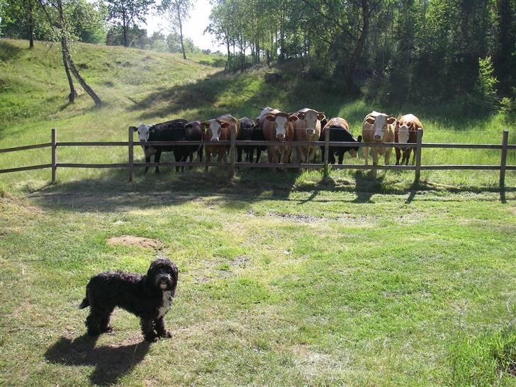 Tibetansk terrier Fie billede 13
