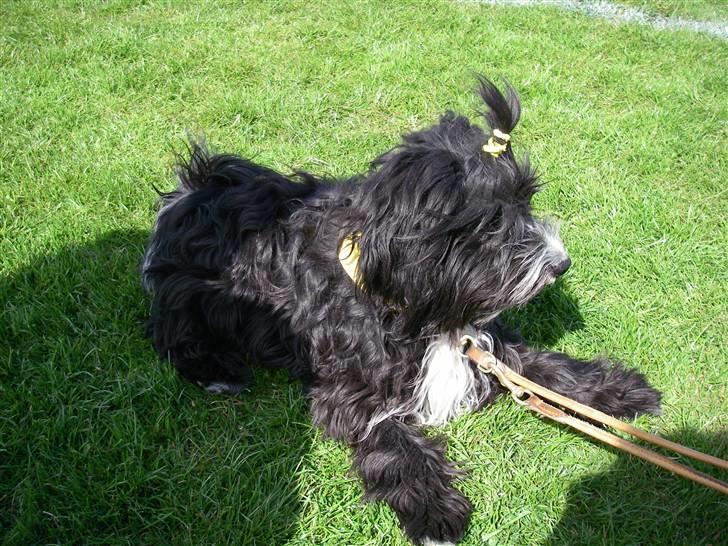 Tibetansk terrier Fie - hehe hun er Speed maskot :D !!  billede 14
