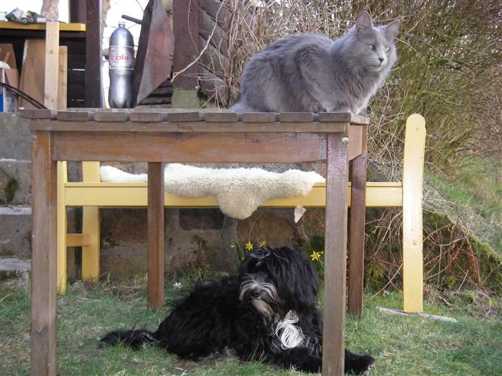Tibetansk terrier Fie - hehe.. Katten vil ikke ned til hunden :D billede 15