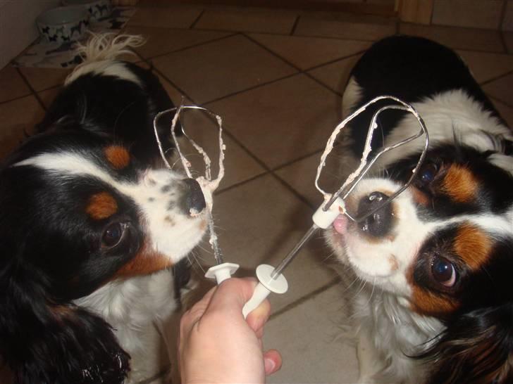 Cavalier king charles spaniel cherie - dejligt at være hund billede 14