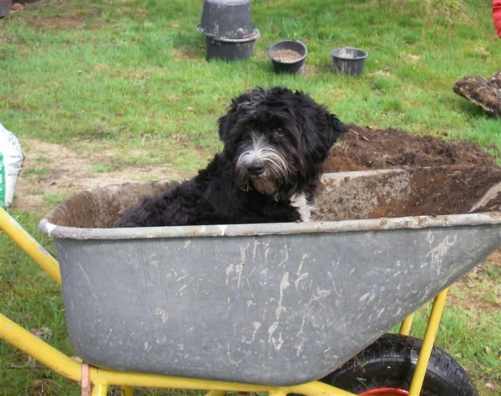 Tibetansk terrier Fie billede 16