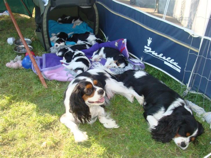 Cavalier king charles spaniel cherie - mor og far tager lige en slapper mens ungerne sover billede 15