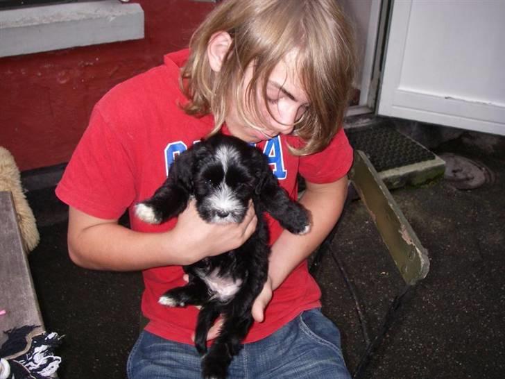 Tibetansk terrier Fie billede 17