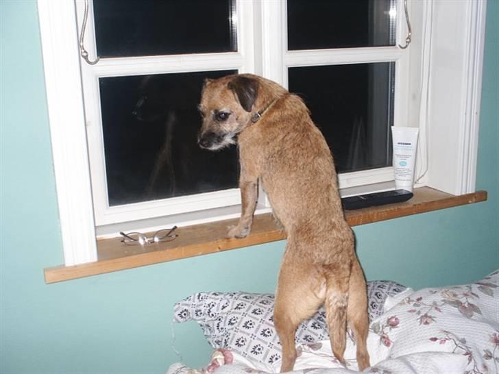 Border terrier Tulle - Hun holder øje med ræven gennem vinduet billede 14