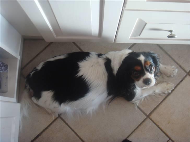 Cavalier king charles spaniel cherie - højgravid pyha billede 16