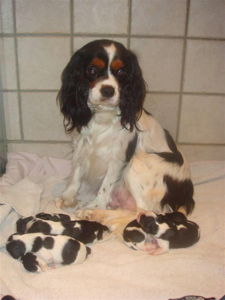 Cavalier king charles spaniel cherie - nu er jeg mor pyy det er hårdt billede 17