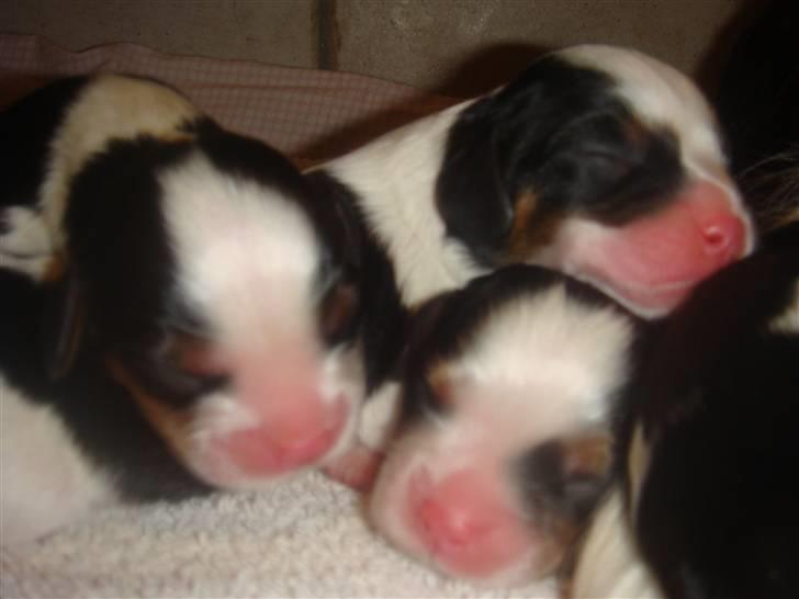 Cavalier king charles spaniel cherie - mine hvalpe 1 dag gamle billede 18