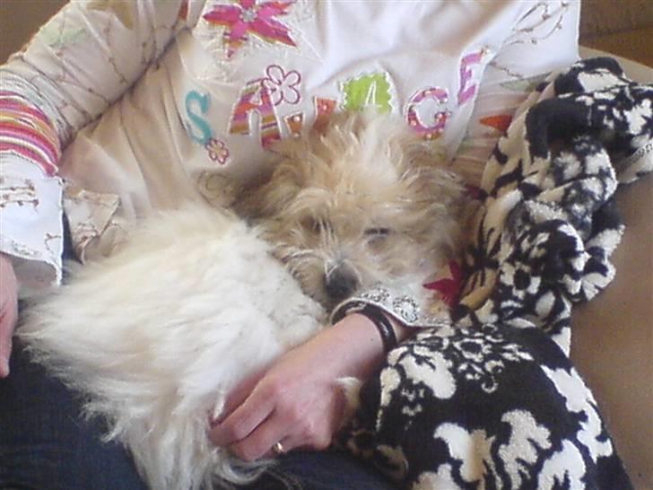 Coton de tulear balou billede 13