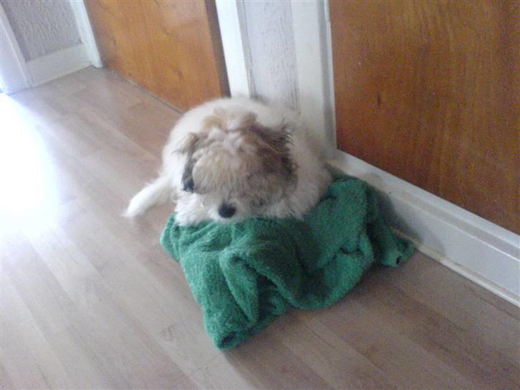 Coton de tulear balou billede 14