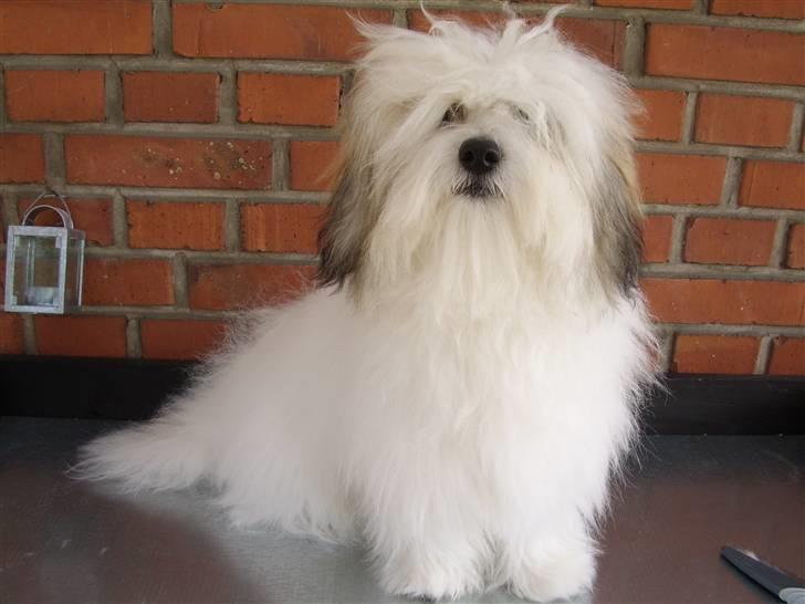 Coton de tulear balou - jeg kan ikke rigtig se noget.  billede 15