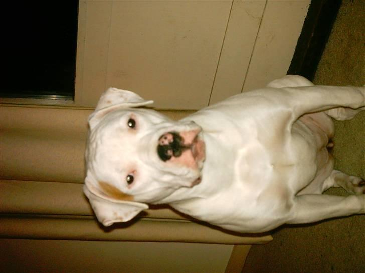 Amerikansk bulldog Kettner´s Destiny - Sidder så pænt... billede 5