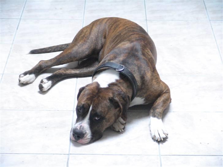 Amerikansk bulldog VBA´s Nelly - Man ligger godt her... billede 1