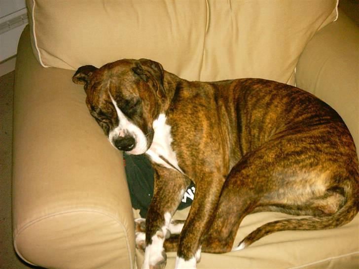 Amerikansk bulldog VBA´s Nelly - Totalt hygge... billede 3