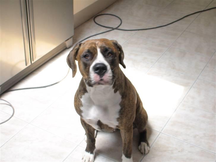 Amerikansk bulldog VBA´s Nelly - Er det madtid??? billede 4