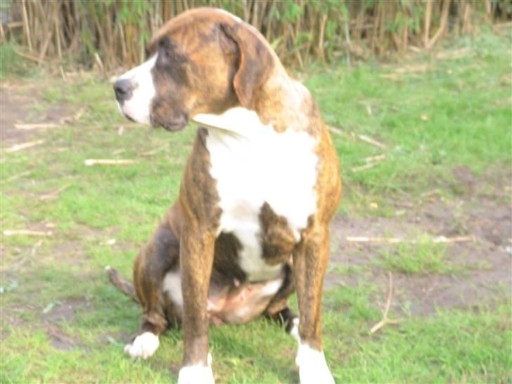 Amerikansk bulldog VBA´s Nelly - Hva skal vi lave ;-) billede 5