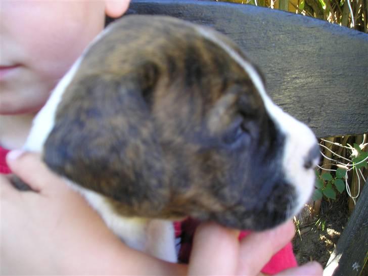 Amerikansk bulldog VBA´s Nelly - Dejligt at blive krammet.... billede 6