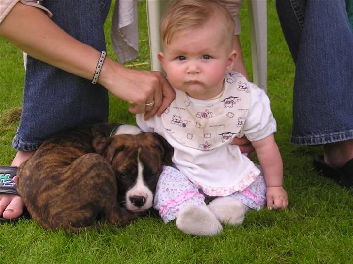 Amerikansk bulldog VBA´s Nelly - Så lille.... billede 7