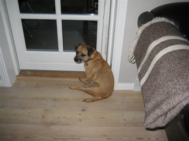 Border terrier Tulle - Og igen holder hun øje med ræven billede 15