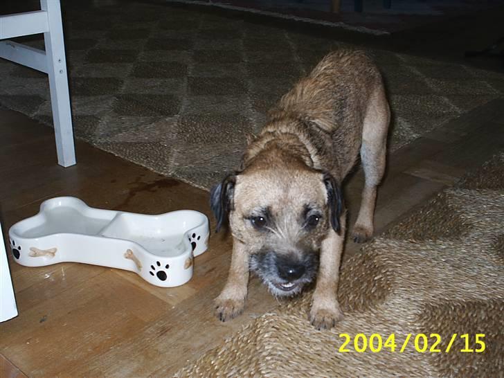 Border terrier Tulle billede 16