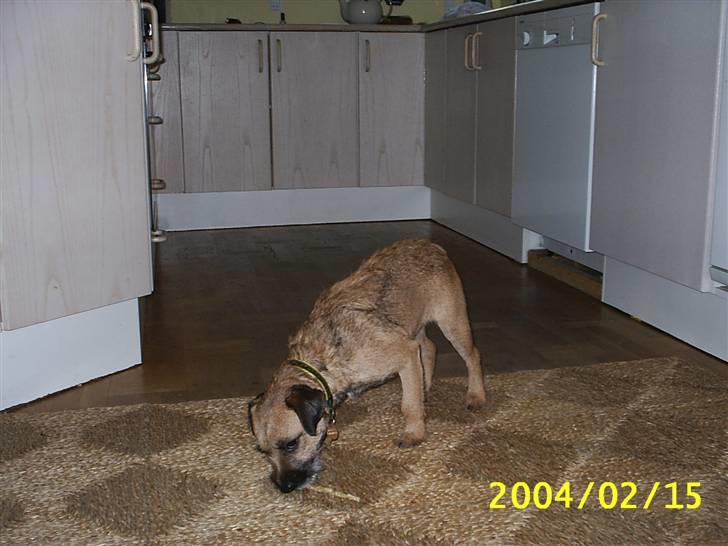 Border terrier Tulle billede 17