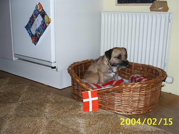 Border terrier Tulle billede 18