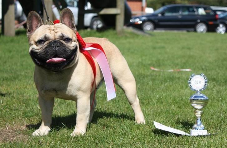 Fransk bulldog Boris billede 3