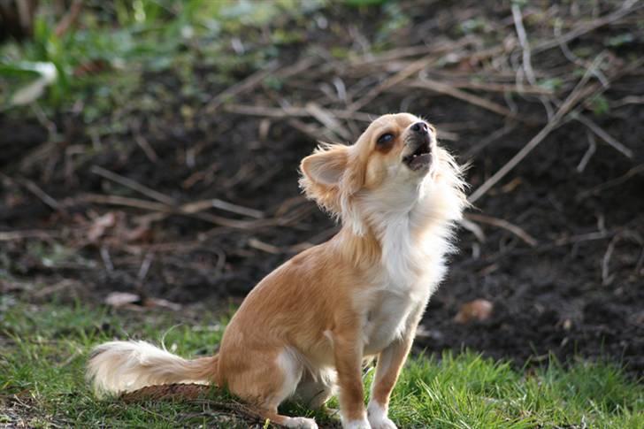 Chihuahua Rosita billede 7