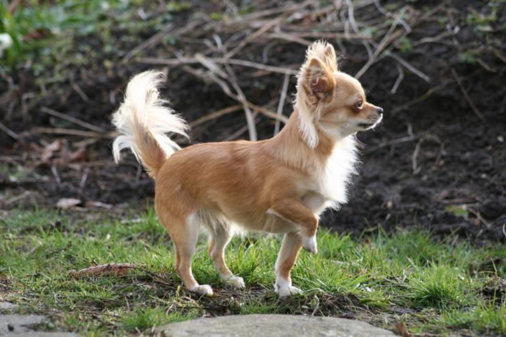 Chihuahua Rosita billede 8