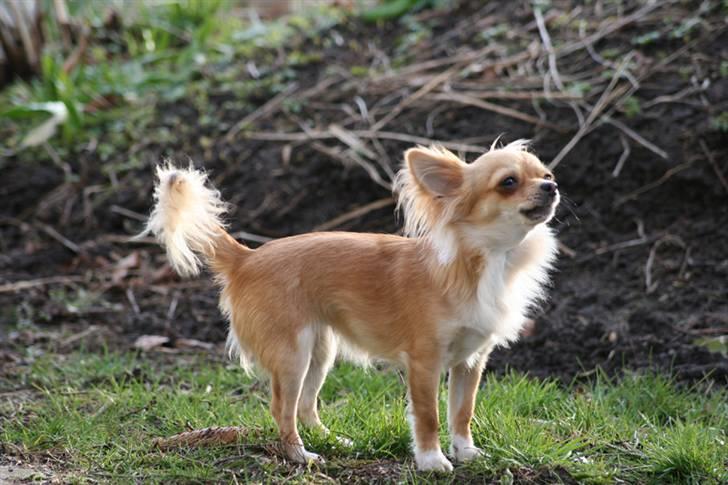 Chihuahua Rosita billede 9