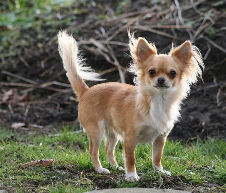 Chihuahua Rosita billede 10