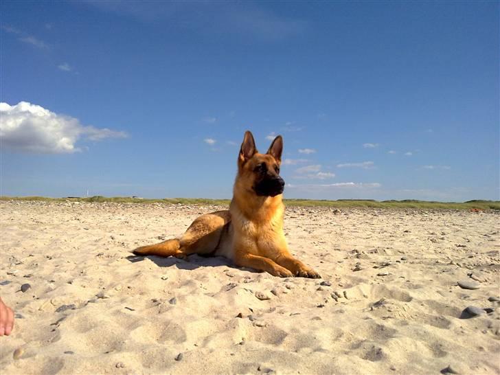 Schæferhund Payana - Dronning Payana på stranden, sommeren 2009 billede 1