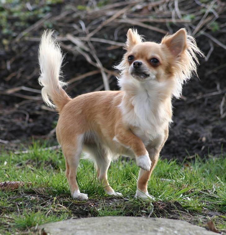 Chihuahua Rosita billede 11