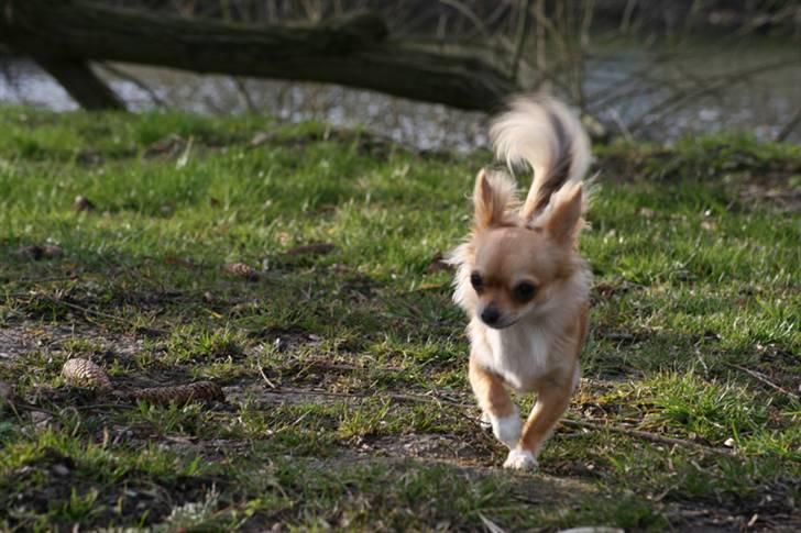 Chihuahua Rosita billede 12